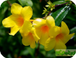 Allamanda