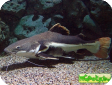 Phractocephalus hemioliopterus