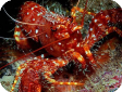 Enoplometopus debelius 