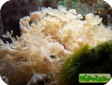 Xenia sp. 