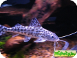 Pimelodus pictus