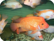 Amphilophus labiatus