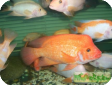 Amphilophus labiatus