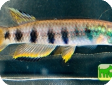 Epiplatys sexfasciatus