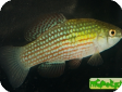 Jordanella floridae