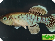 Nothobranchius eggersi