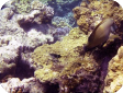 Ctenochaetus cyanocheilus 