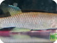 Epiplatys chaperi