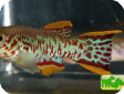 Fundulopanchax gardneri