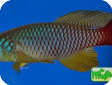 Nothobranchius foerschi