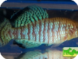 Nothobranchius fuscotaeniatus