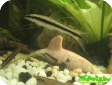 Crossocheilus siamensis (Epalzeorhynchos siamensis)