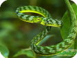 Ahaetulla mycterizans