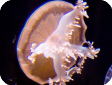 Cassiopeia sp. 