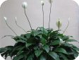 Spathiphyllum