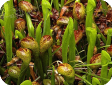 Darlingtonia