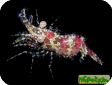 Saron marmoratus 