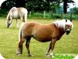Гафлингер (Haflinger)