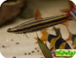 Anostomus anostomus