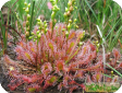 Drosera