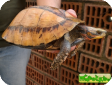 Cuora galbinifrons 