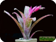 Billbergia