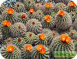 Parodia