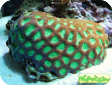 Favia sp.  