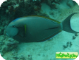 Acanthurus nigricauda 