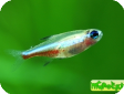 Paracheirodon simulans