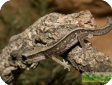 Gekko vittatus