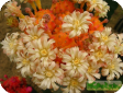 Gymnocalycium