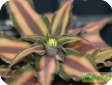 Cryptanthus