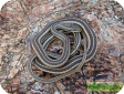 Psammophis schokari