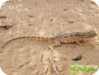 Trapelus savignii