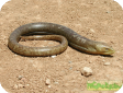 Ophisaurus