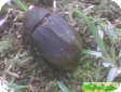 Dynastes hercules septentrionalis 