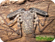 Damon variegatus  