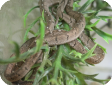 Dasypeltis medici