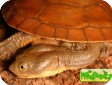 Chelodina steindachneri 