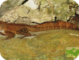 Anolis cristatellus
