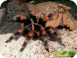 Brachypelma smithi