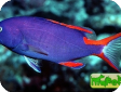 Gracila albomarginata 