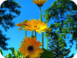 Gerbera