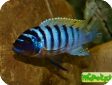 Maylandia zebra