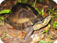 Cuora amboinensis