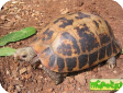 Indotestudo elongata 