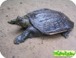 Amyda cartilaginea 