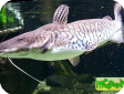 Pseudoplatystoma tigrinum