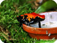Dendrobates galactonotus